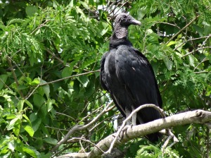 Ever hopeful Corbeaus vulture.