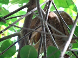 Boa constrictor curled up in tree above us on Caroni swamp.