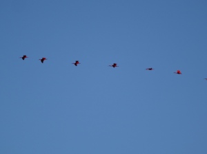 Here they come!  Scarlet ibis in flight - Caroni swamp.