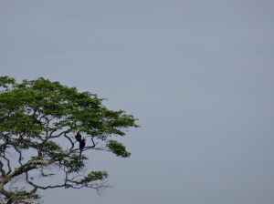 Parrots in the trees in Hurakabra