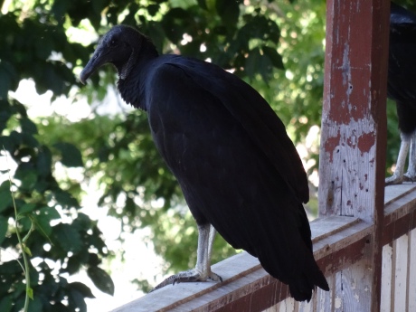 Vulture on railings of ruined hospital building, Chacachacare,  Trinidad.